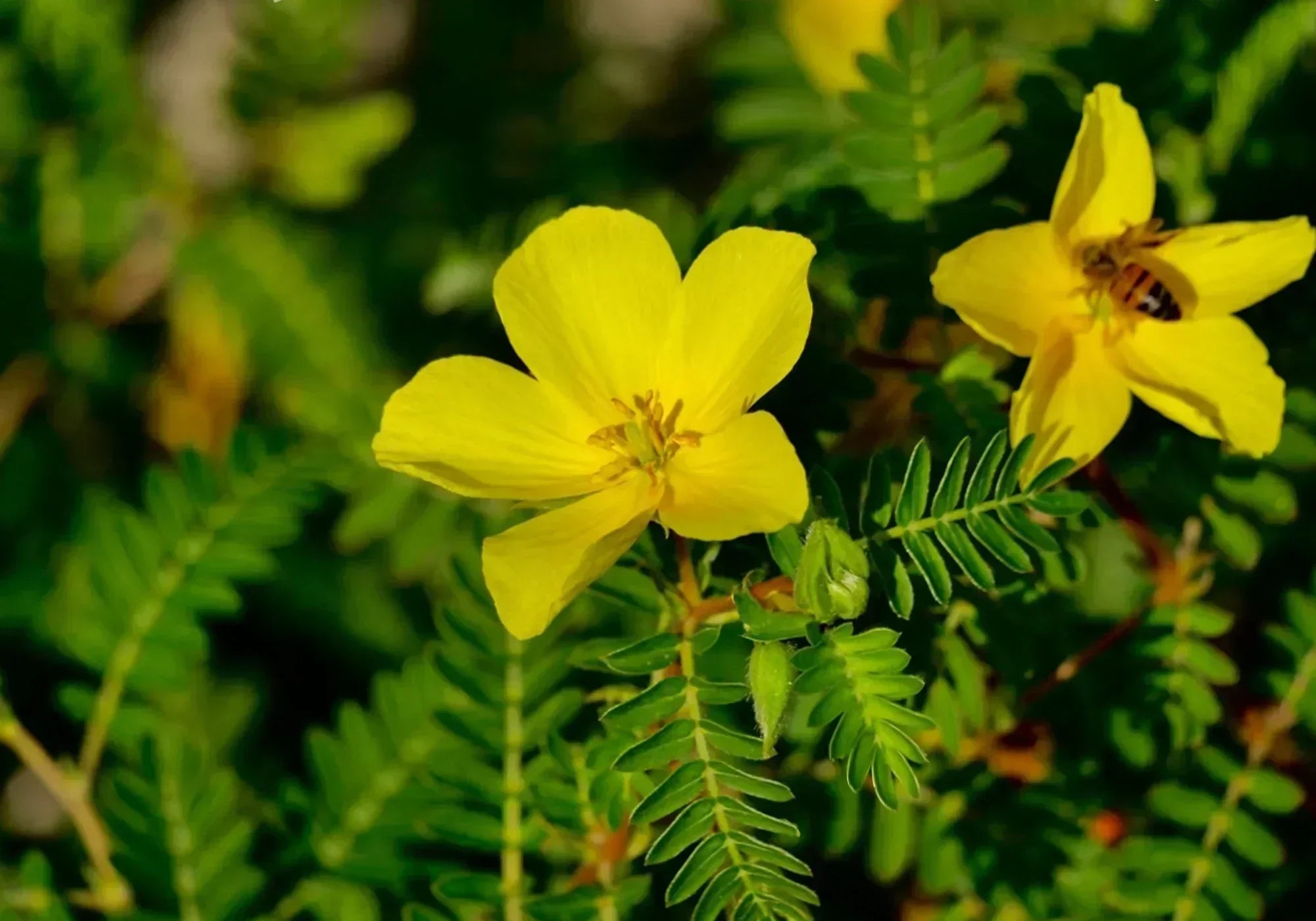 Има ли странични ефекти билката бабини зъби
