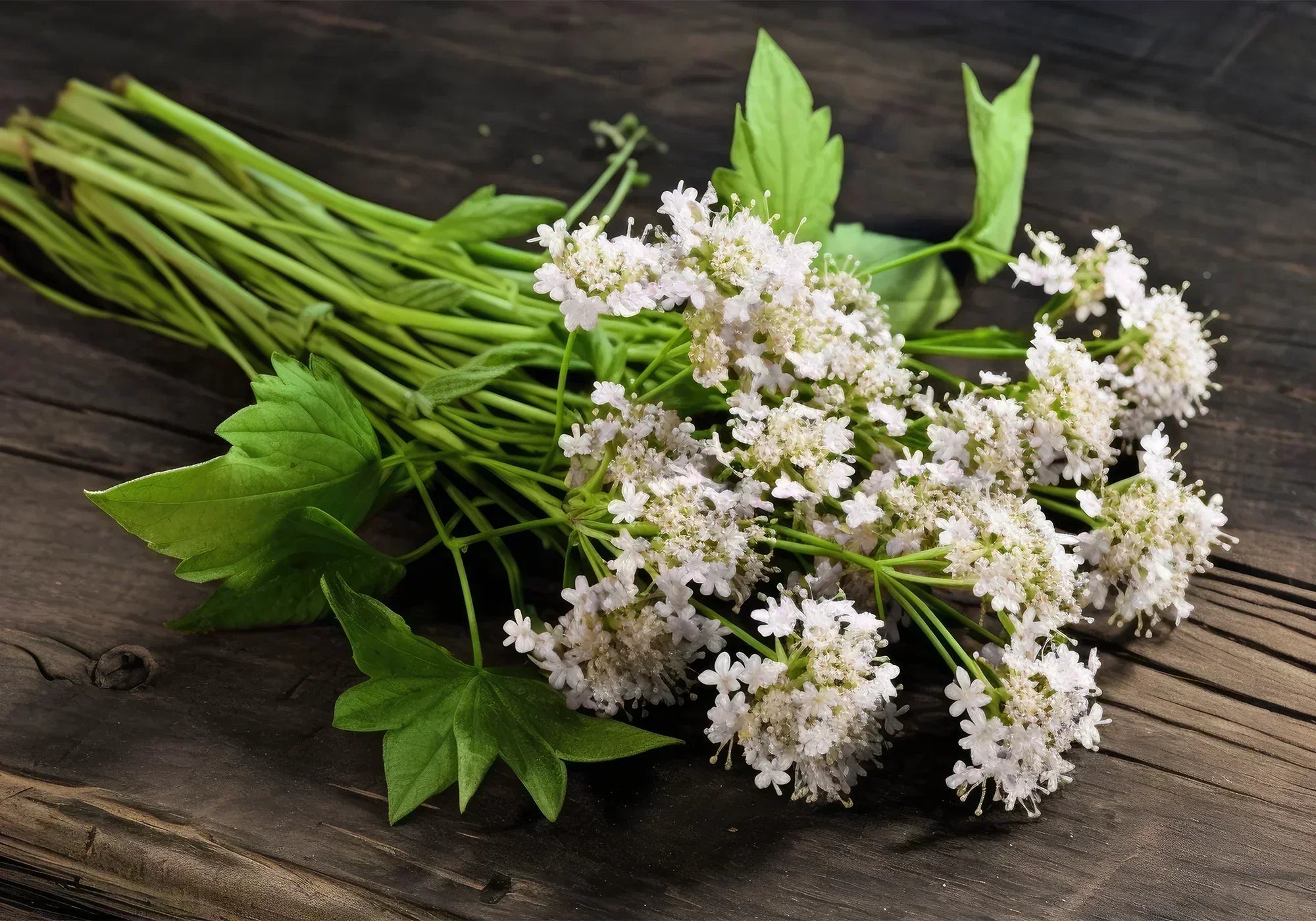 След колко време действа валериана